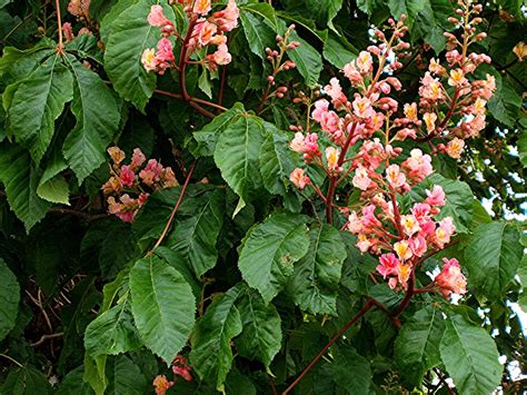 They are light green when they emerge, eventually turning a darker shade of green, then orange or deep red in autumn. Red Horse-chestnut | NatureSpot