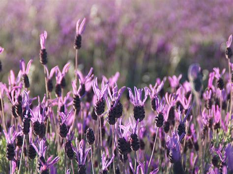 How To Prune And Care For French Lavender Saga