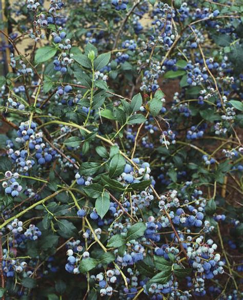 Mitchells Nursery Blueberry Bushes In The Landscape
