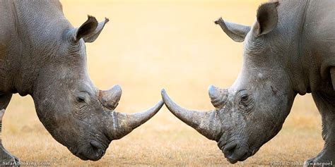 Top 10 Best Places To See Rhinos On Safari In Africa