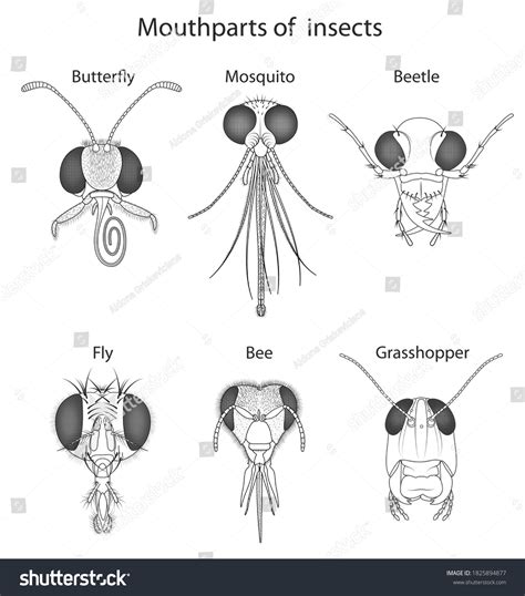Mosquito Mouthparts Microscope