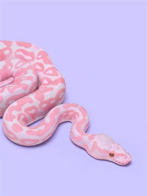 Pink Snake Snake Wallpaper Pink Snake Cute Snake