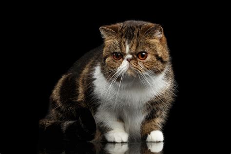 5 Exotic Shorthair Cat Health Problems Vet Approved Facts Hepper