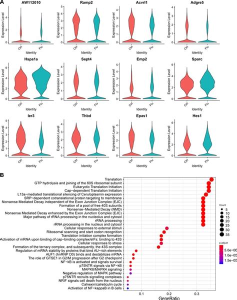 Figures And Data In Defining The Role Of Pulmonary Endothelial Cell