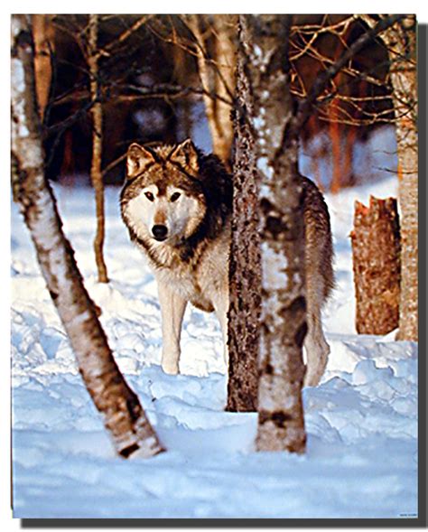 Gray Wolves In Snow Poster Animal Posters Wolf Posters