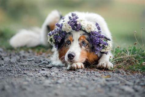 Un Cane Si Trova Nel Fiore Animale Domestico Allaperto In Primavera