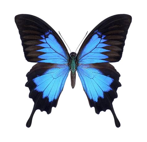 Papilio Ulysses Blu Imperatore O Blu Montagna Ingoia Coda Farfalla