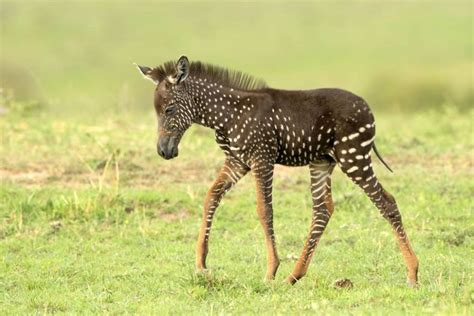 Adorable Baby Zebra Was Born With Spots Instead Of Stripes