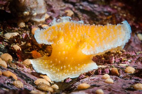 Orange Peel Nudibranch Tochuina Gigantea Vancouver Island British