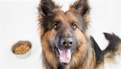 How feeding changes as a german shepherd puppy gets older your puppy should be fed three or four times a day up to the age of four months. Best Dog Food for German Shepherds: 8 Vet Recommended Brands