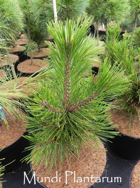 Pinus Tabuliformis Jiuzhaigou Valley Mundi Plantarum
