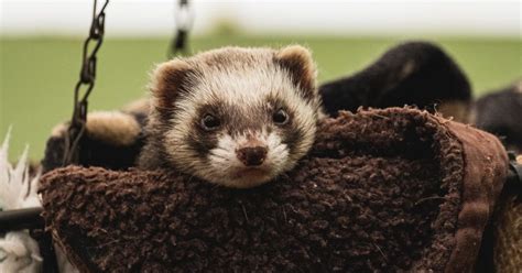 Tips For Caring For Your Ferret Firstvet