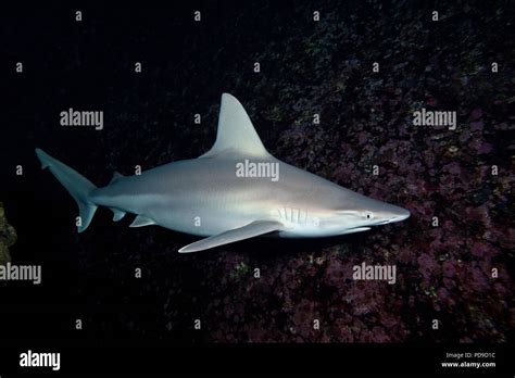 Sandbar Shark Carcharhinus Plumbeus Hi Res Stock Photography And Images