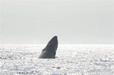 No Matter What It Is Always Exciting To Spot Whales Around Los Cabos