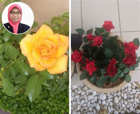 Dulu kalau beli pokok bunga ros di nursey memang masa beli je lah dapat. Hari-hari Dengan Bunga Ros, Wanita Ni Share Cara Tanam ...