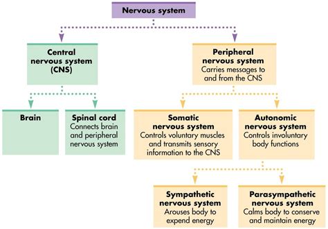 Psychology Human Nervous System Diagram Quizlet