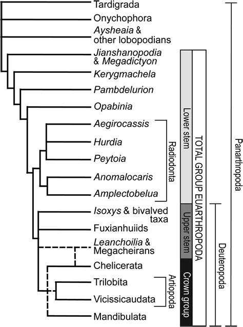 Phylum Arthropoda Digital Atlas Of Ancient Life
