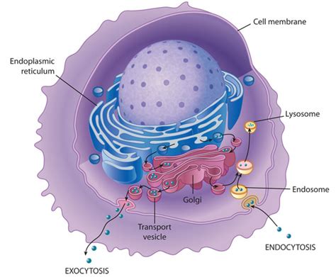 Membrane Transport Into And Out Of The Cell Learn Science At Scitable