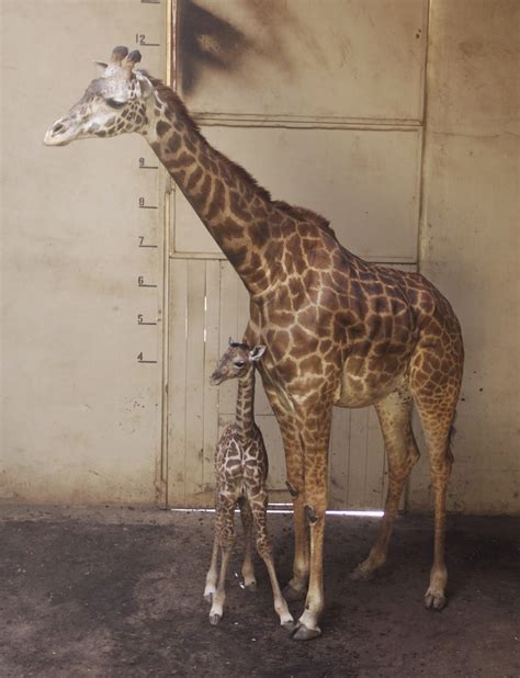 Santa Barbara Zoo Shows Off New Baby Giraffe In Video Cbs Los Angeles