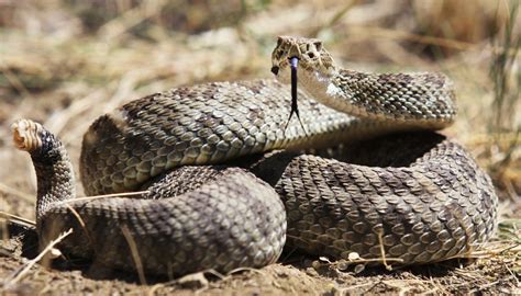 How To Distinguish A Bullsnake From A Rattlesnake Sciencing