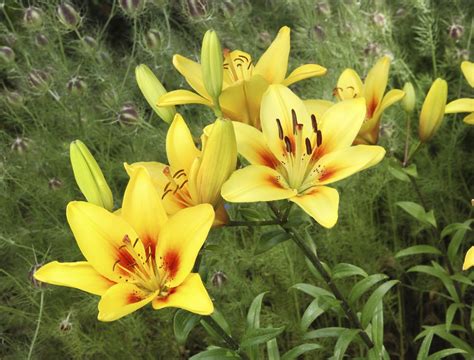 Follow to be part of a story full of romance, gardening, and puzzles! Transplanting Lily Bulbs - Tips On How And When To Move ...