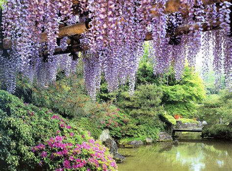 Huge Wisteria In Japan Wallpapers High Quality Download Free