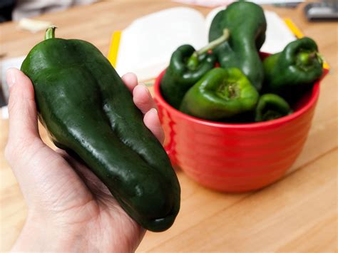 Poblano Peppers Culinary Staple Of Mexico And The Southwest