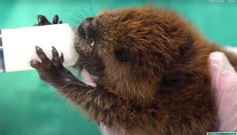 Orphaned Baby Beavers Crisscross Nys For Treatment At Cornell Life In