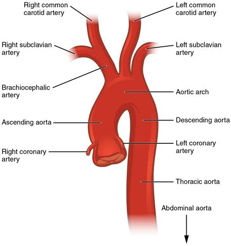 Blood vessels form the living system of tubes that carry blood both to and from the heart. This diagram shows the aorta and the major parts are ...