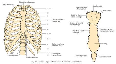Thoracic Cavity Diagram Bones