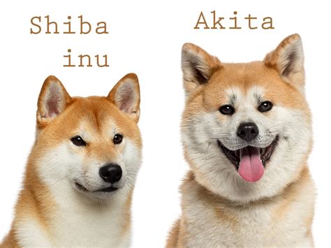 Shiba Vs Akita Inu Quelles Differences