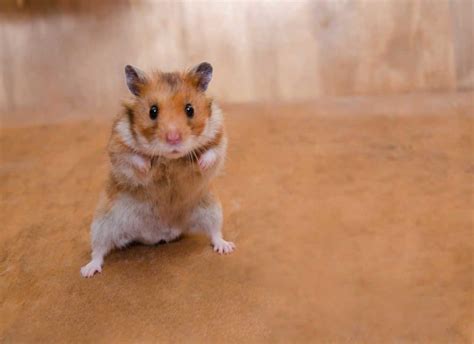 Are Hamsters Territorial What Owners Need To Know Hamsters 101