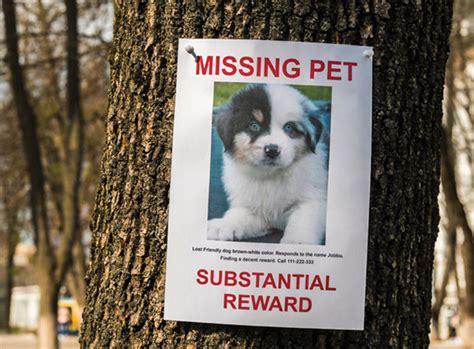 Platform Uses Facial Recognition To Reunite Lost Pets With Owners