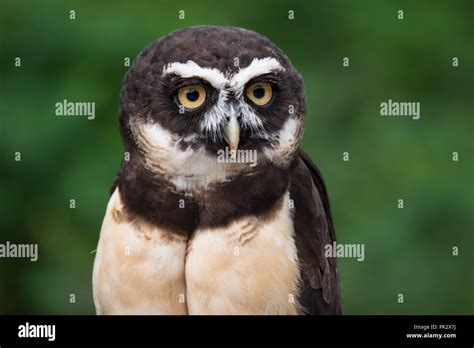 A Captive Spectacled Owl At The Toronto Zoo Spectacled Owls Are Native