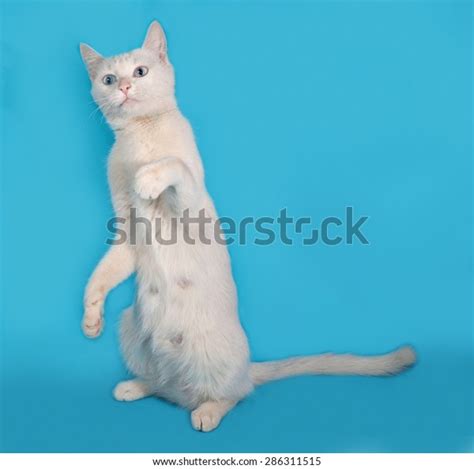 White Cat Blue Eyes Sitting On Stock Photo 286311515 Shutterstock
