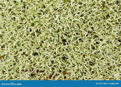 Carpet Of Moss Stock Photo Image Of Detailed Beautiful 27271864