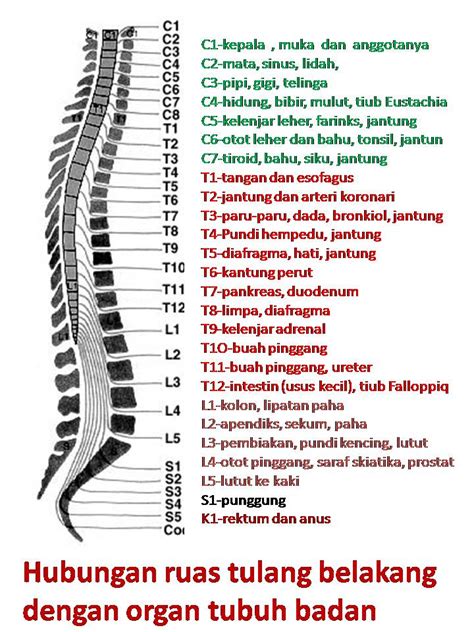 Penyebab sakit tulang pinggul belakang. Pengobatan Thibbun nabawi: YUMEIHO