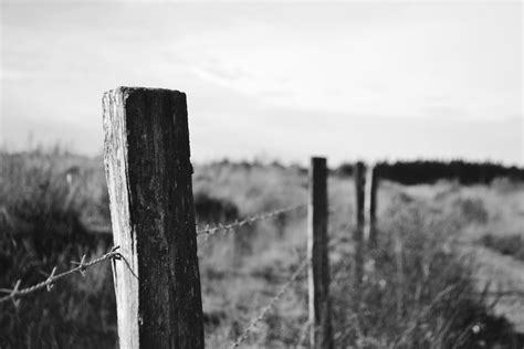 Free Images Tree Nature Grass Rock Fence Black And White
