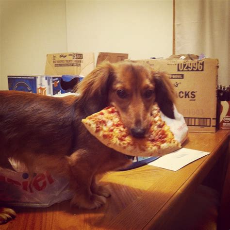 Cats and pizza, what you need to know. 12 Pets Who Are Definitely Stealing Your Pizza