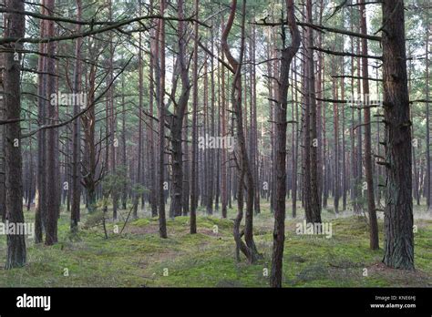 Pine Trees Forest Palanga Lithuania Stock Photo Alamy
