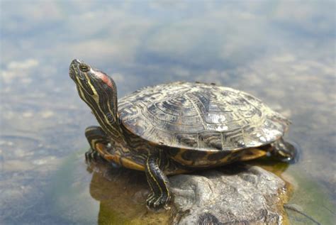 Turtles Sitting On Rock In The Sun Stock Photo Image Of Carrboto