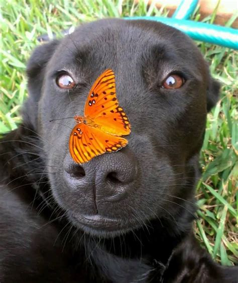 Funny Dog With Butterfly On Its Nose Funny Dogs Funny Animal Memes