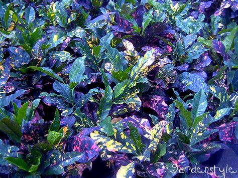 Codaieum Croton Tropical Landscaping Landscaping Tips Colorful Shrubs