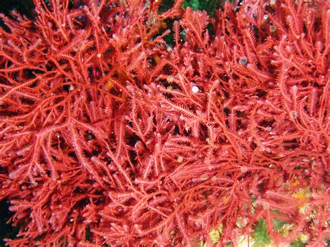 Red Seaweed Characteristics Types Properties And More