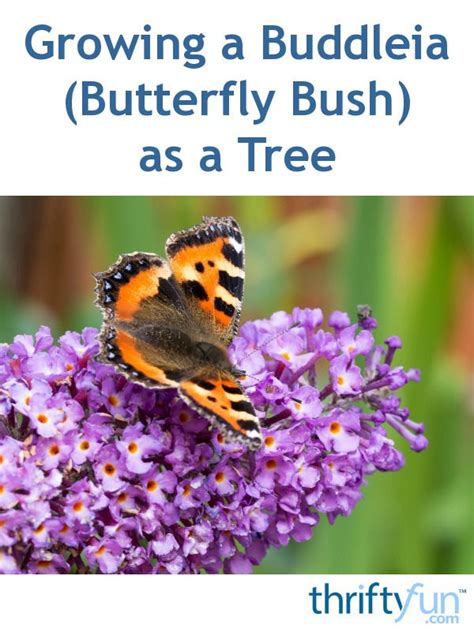 This Is A Guide About Growing A Buddleia Butterfly Bush As A Tree