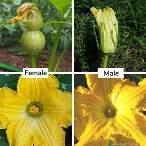 The flowers are pollinated by insects like bees, but can even be pollinated by the wind. What's the difference between summer and winter squash ...