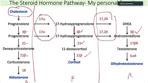 Cortisol Aldosterone And Androgen Synthesis Usmle Step 1 Youtube