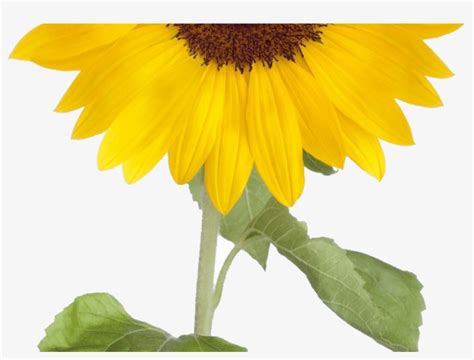 Sunflower Stock Illustrations Royalty Free Vector Graphics And Clip