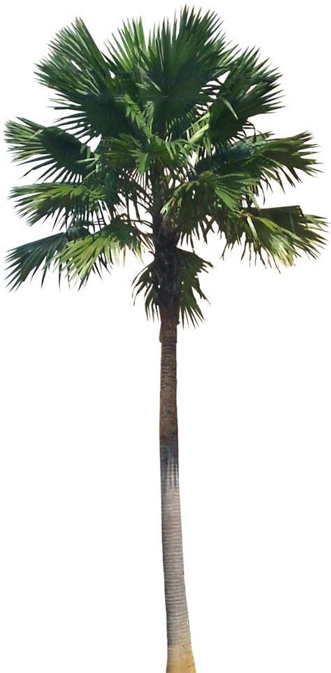 Transparent Background Palm Tree Png Top View Rwanda 24