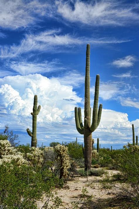 Saguaro Cactus Cereus Giganteus Sonora Desert Stock Image Image Of